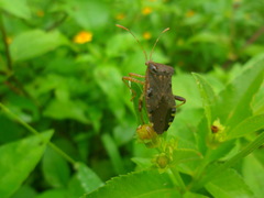 Anasa scorbutica