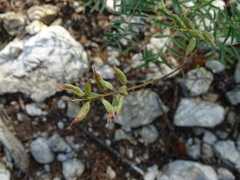 Astragalus versicolor
