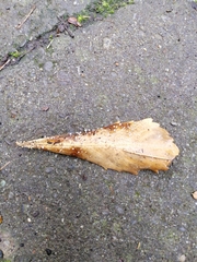 Physalacria stilboidea