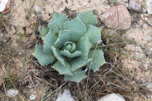 Image of Agave potatorum by no rights reserved