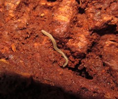 Andrognathus corticarius