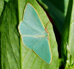 Chlorocoma assimilis