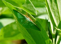 Chlorocoma assimilis