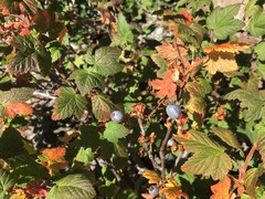 Ribes acerifolium