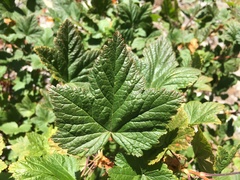 Ribes acerifolium