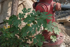 Broussonetia papyrifera