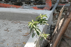 Ficus subpisocarpa
