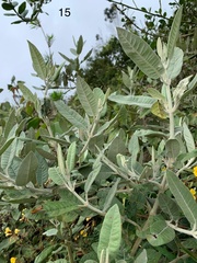 Ageratina asclepiadea