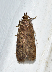 Glyphidocera juniperella