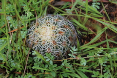 Coryphantha pseudoradians