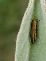 Agrilus lacustris