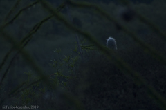 Cephalocereus senilis