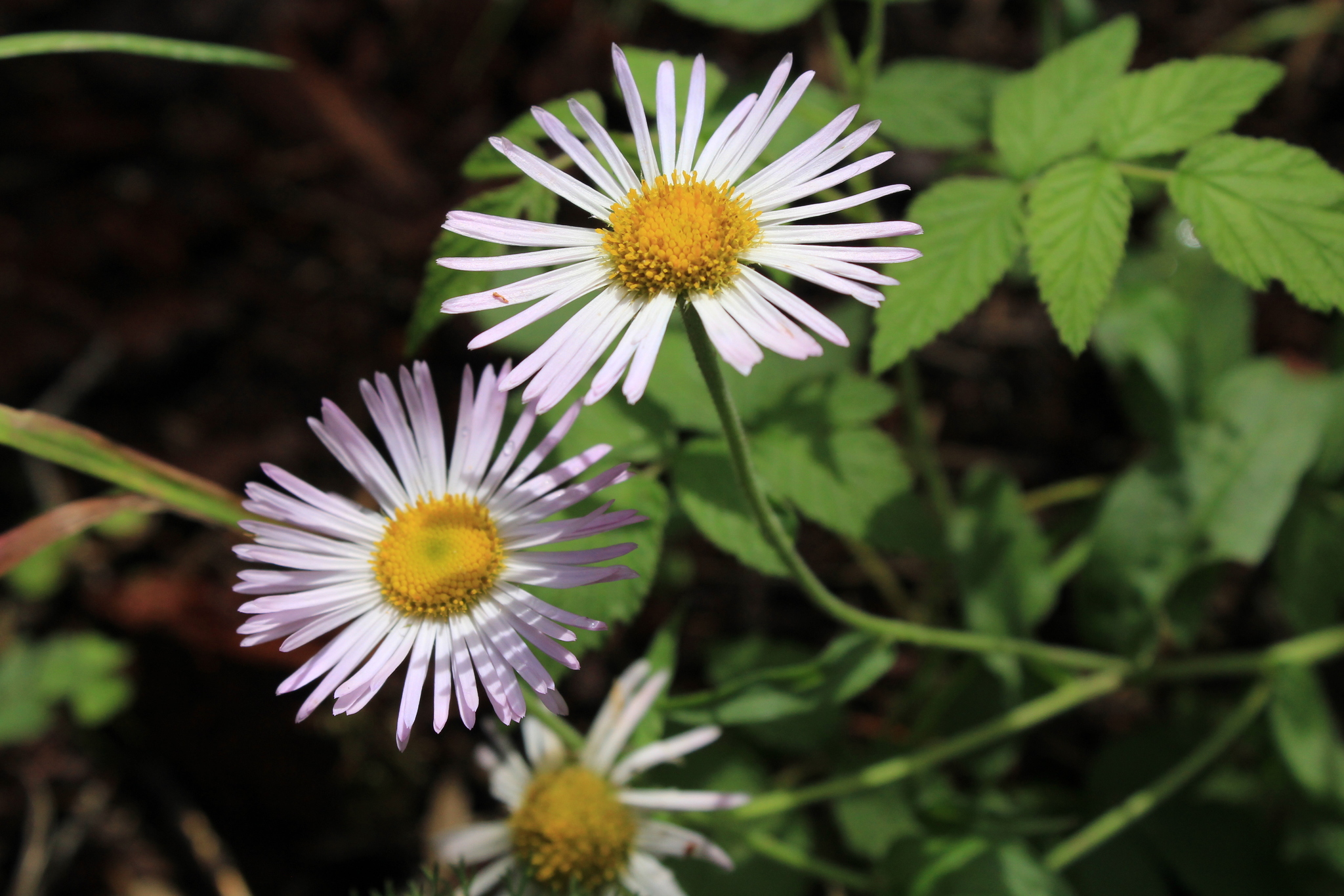 Erigeron rybius