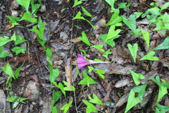 Ipomoea elongata