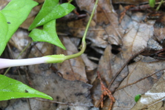 Ipomoea elongata