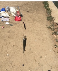 Micropterus salmoides