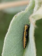 Agrilus lacustris