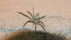 Polybetes trifoveatus