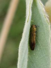 Agrilus lacustris