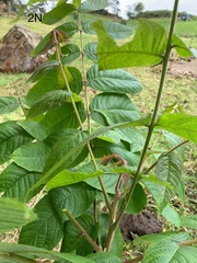 Juglans neotropica
