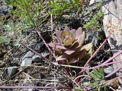 Orostachys malacophylla