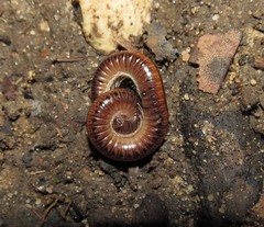 Aniulus