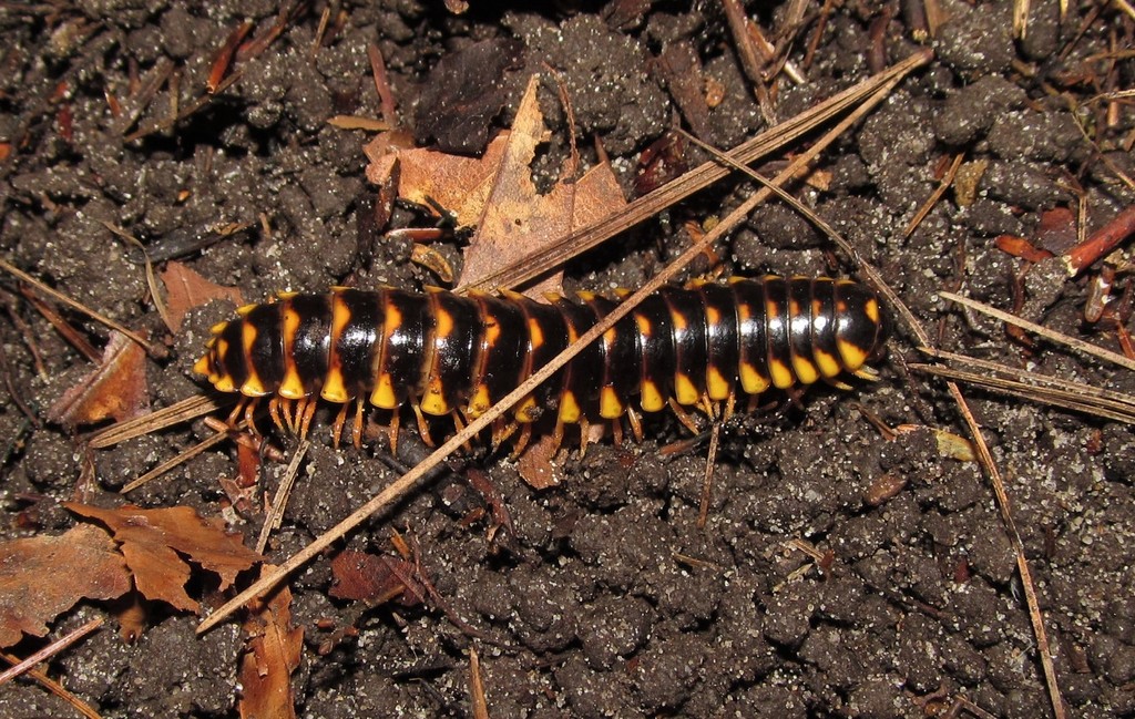Brachoria plecta