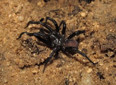 Antrodiaetus unicolor