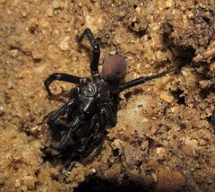 Antrodiaetus unicolor