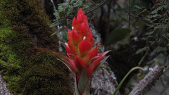 Tillandsia turneri