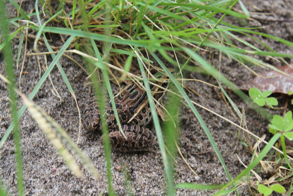 Showy Leopard Frog