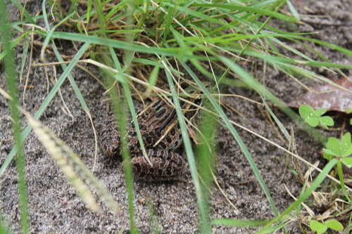 Showy Leopard Frog