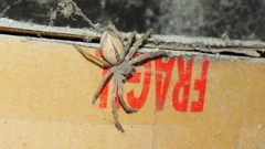 Polybetes trifoveatus
