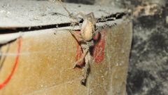 Polybetes trifoveatus