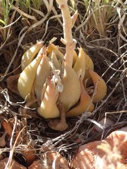 Dudleya abramsii affinis