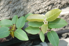 Ficus subpisocarpa