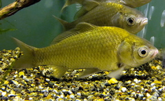Deepbodied Crucian Carp photo 4
