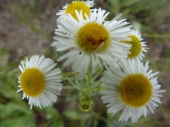 Erigeron pulchellus