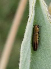 Agrilus lacustris