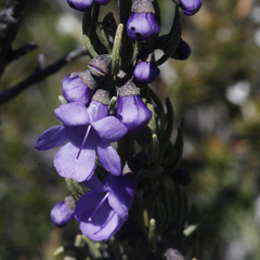 Prostanthera teretifolia