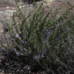 Prostanthera teretifolia