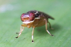 Scholastes cinctus