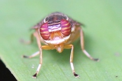 Scholastes cinctus