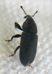 Mecinus pyraster