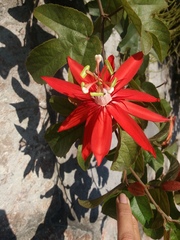 Coccinea