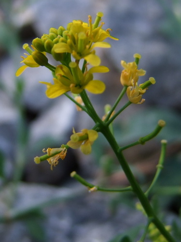 Miškinis čėriukas nuotrauka