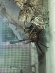 Polistes annularis