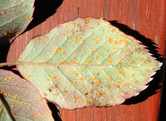 Phragmidium tuberculatum