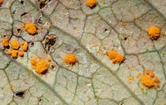 Phragmidium tuberculatum