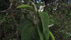 Piper artanthe
